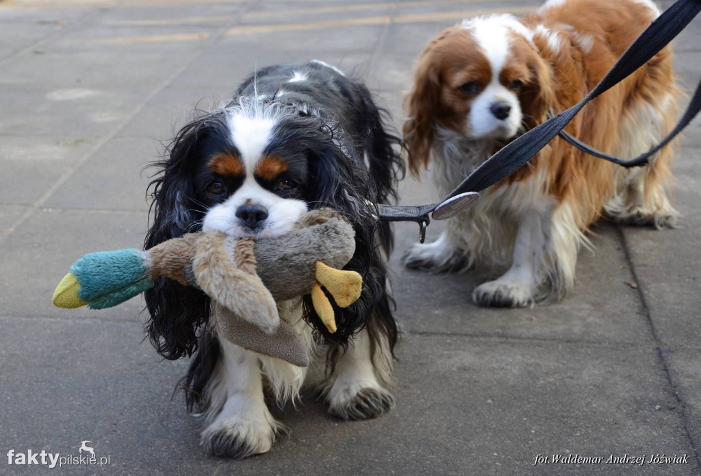 Manifestacja KOD w Warszawie