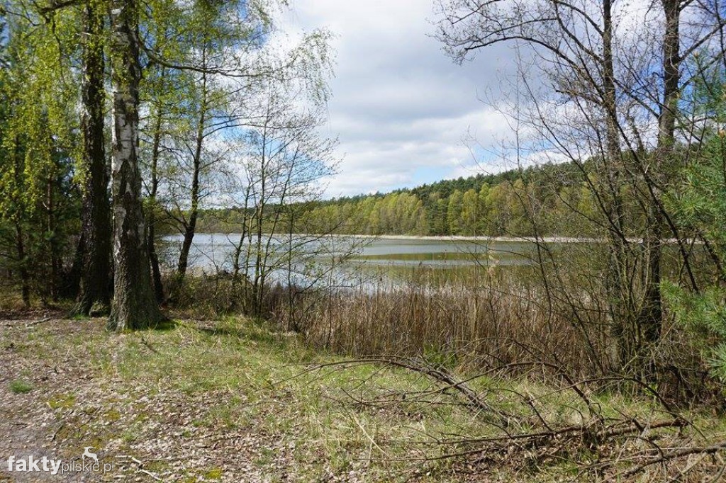 Nordic Walking po leśnych duktach