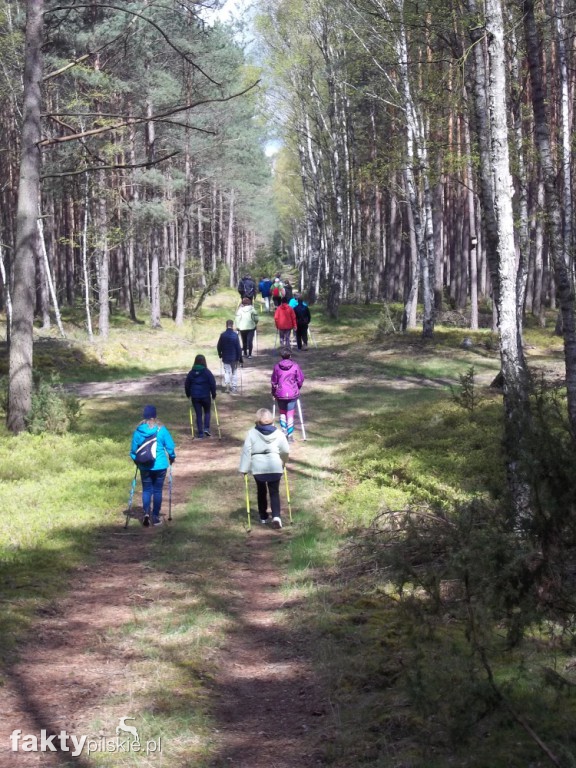 Nordic Walking po leśnych duktach