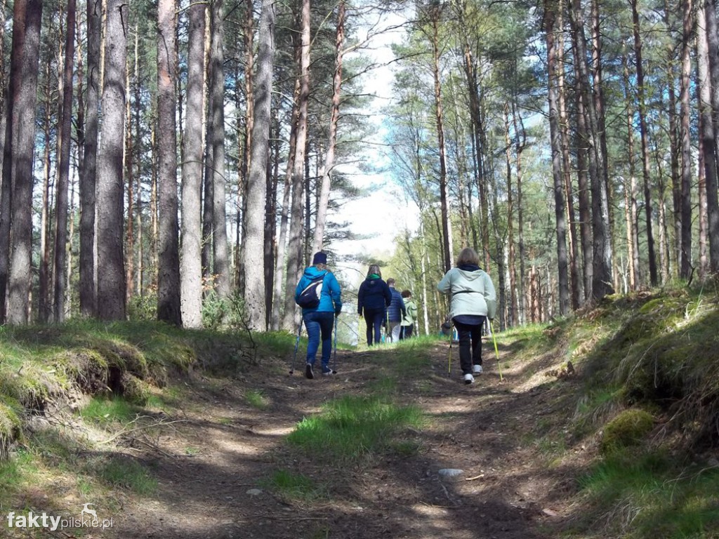Nordic Walking po leśnych duktach