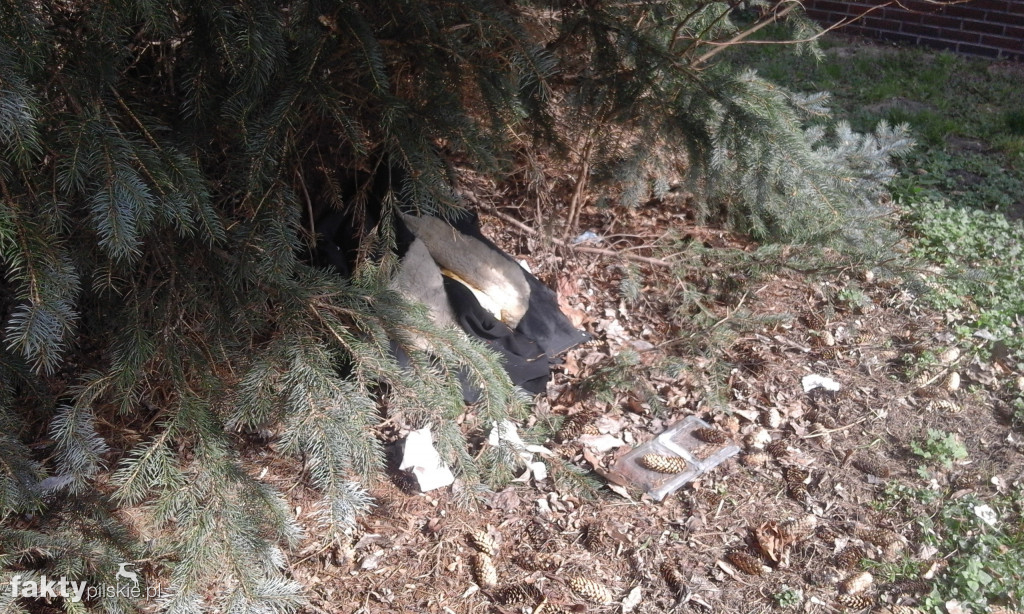 #Trashtag - druga akcja w Pile