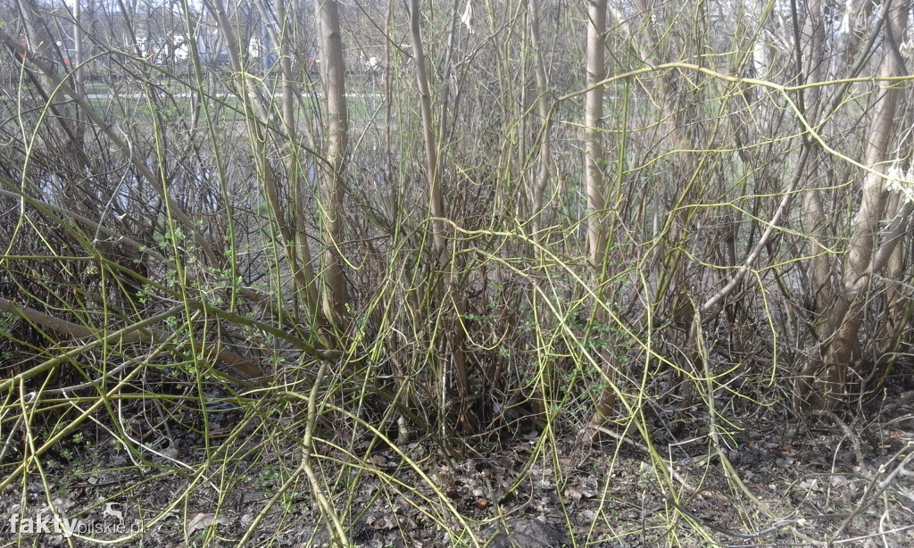 #Trashtag - druga akcja w Pile