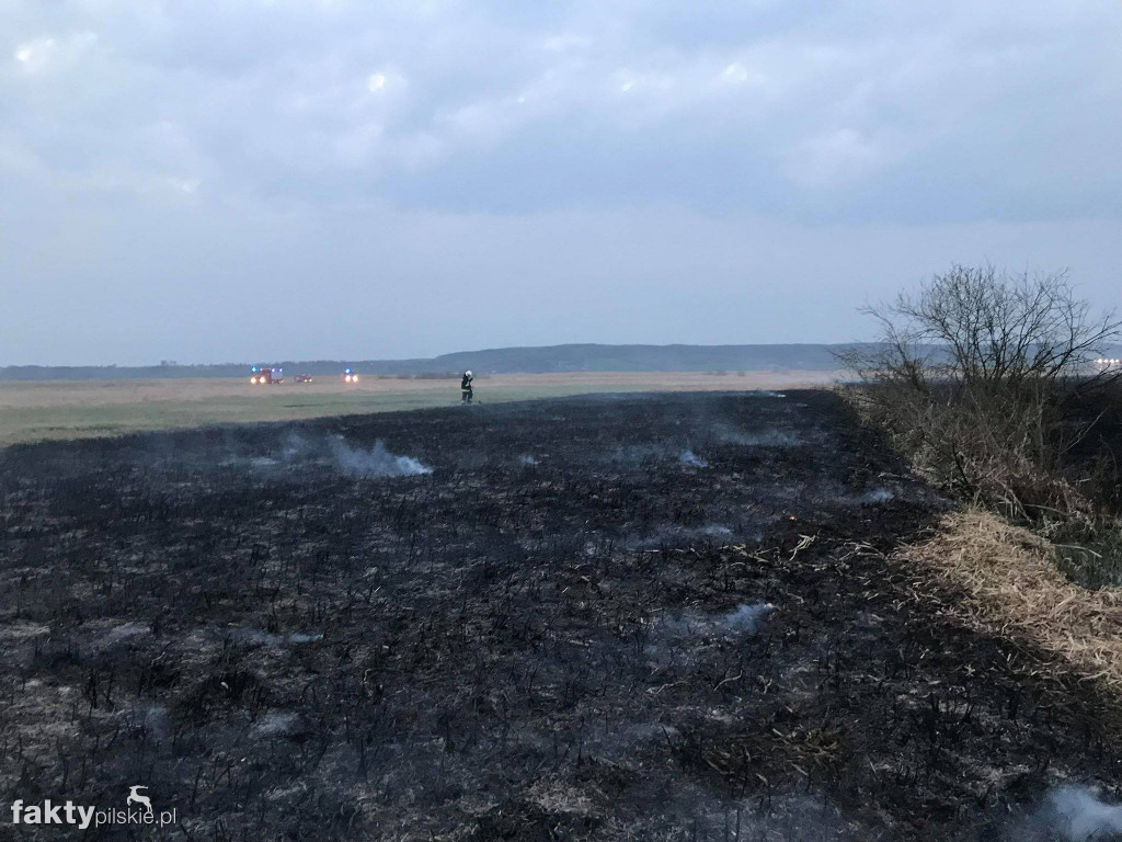 Wielki pożar nadnoteckich łąk