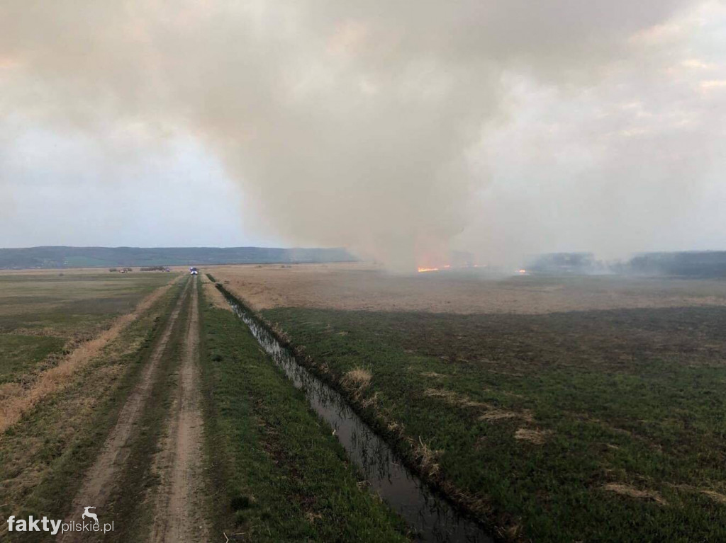 Wielki pożar nadnoteckich łąk