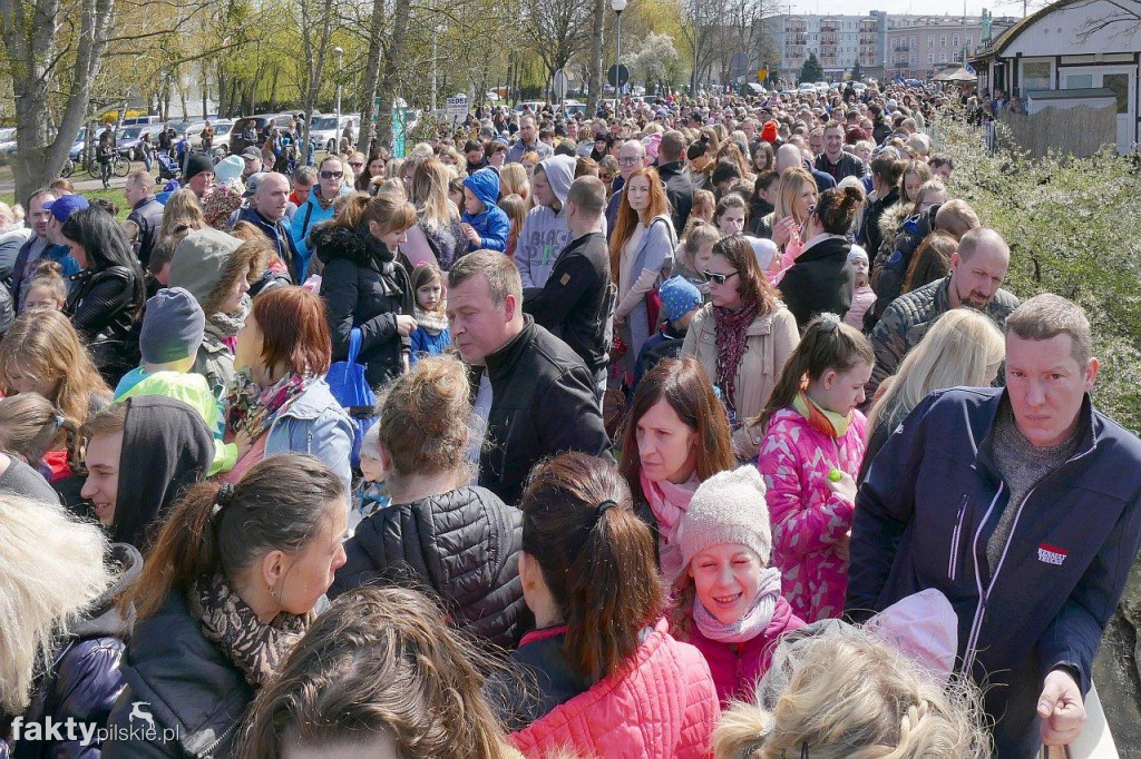 Poszukiwanie jajek na pilskiej Wyspie