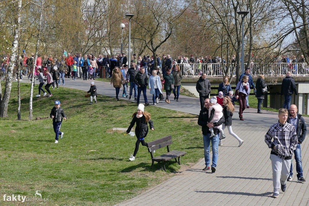 Poszukiwanie jajek na pilskiej Wyspie