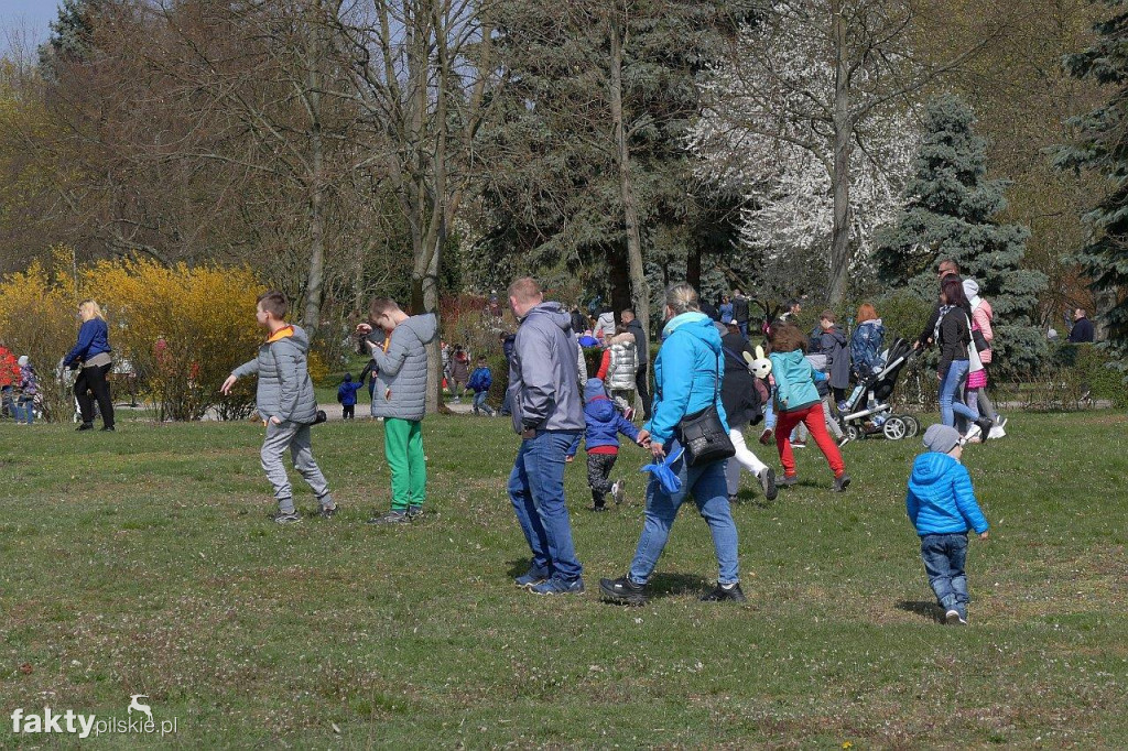 Poszukiwanie jajek na pilskiej Wyspie