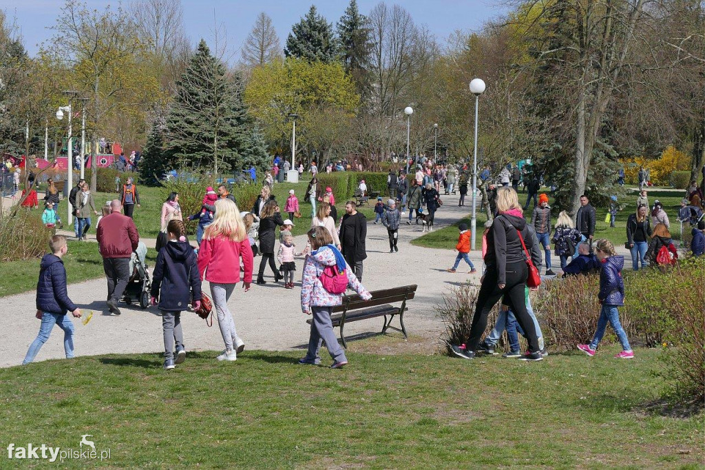 Poszukiwanie jajek na pilskiej Wyspie