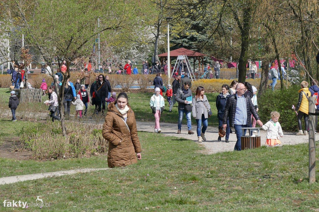 Poszukiwanie jajek na pilskiej Wyspie