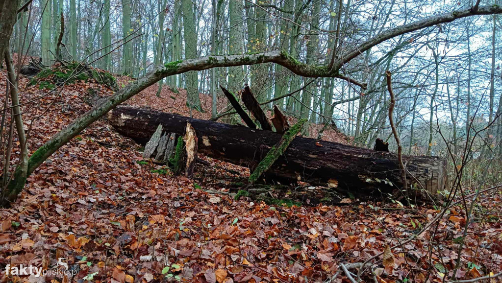 Jesień w Kociku Młynie