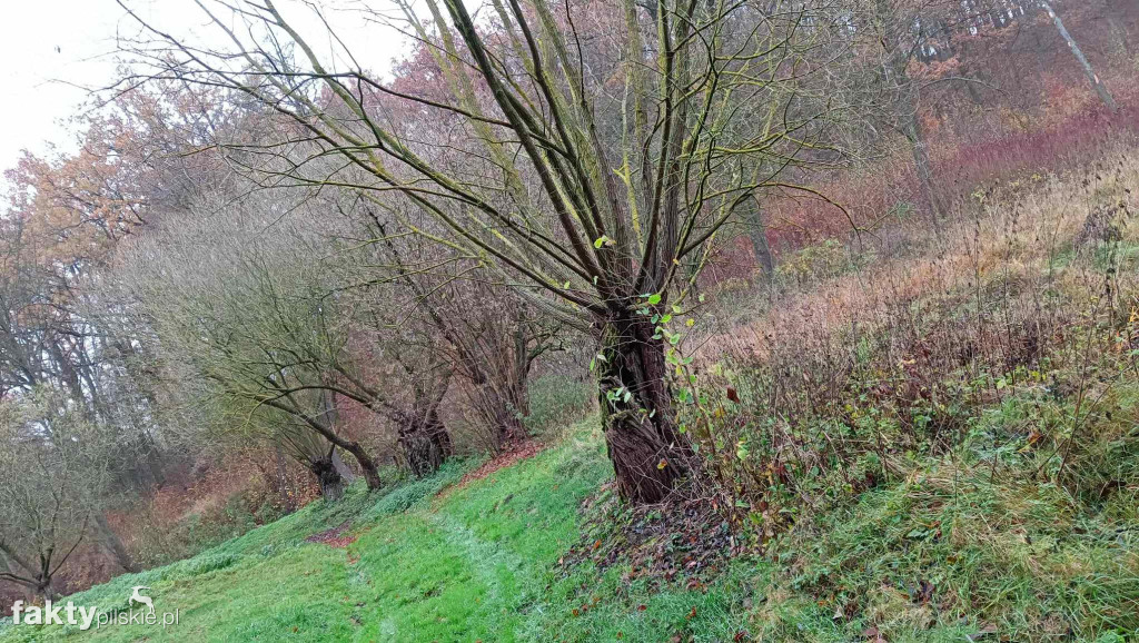 Jesień w Kociku Młynie