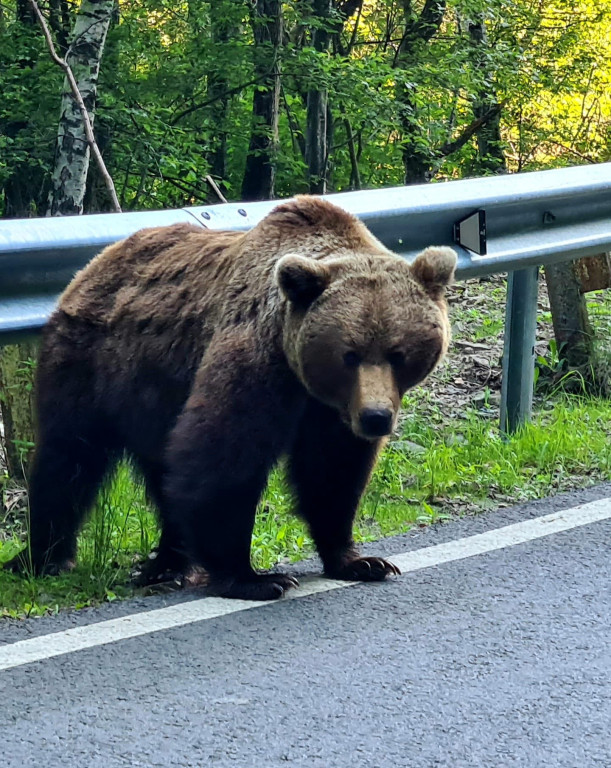 Motoluzerzy w Rumunii