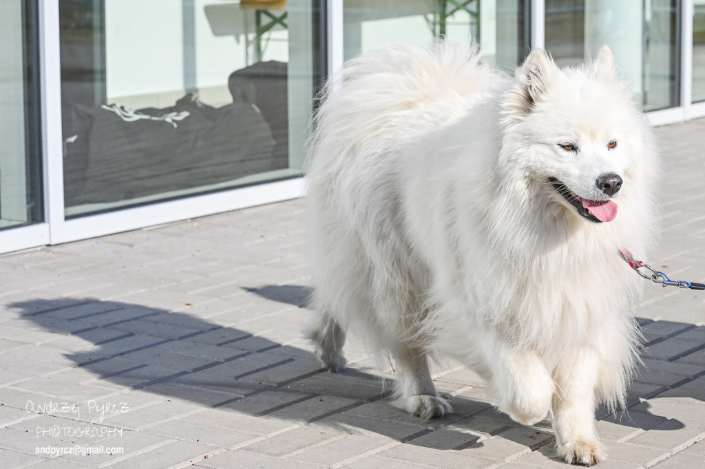 Mecz KP Piła - Iskra Szydłowo