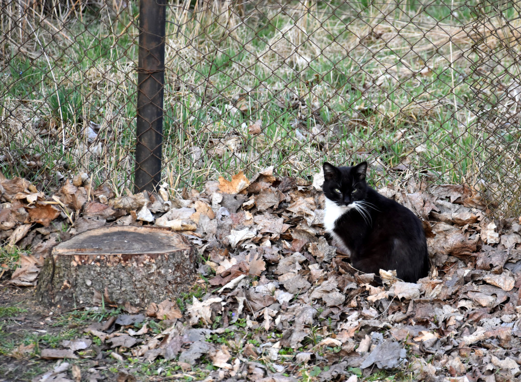 Spotkanie wielkanocne w Podaninie
