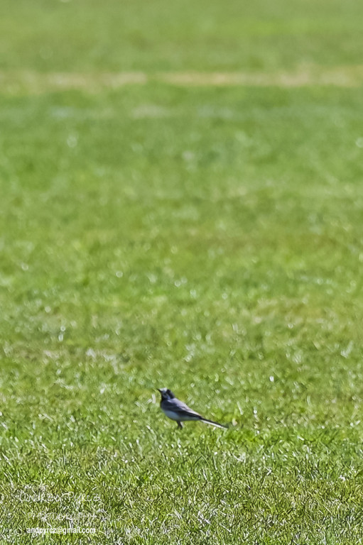 Mecz KP Piła - Kłos Budzyń