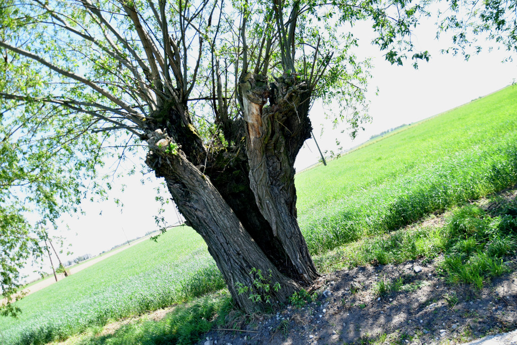 Wierzby rosochate koło Jańczyna