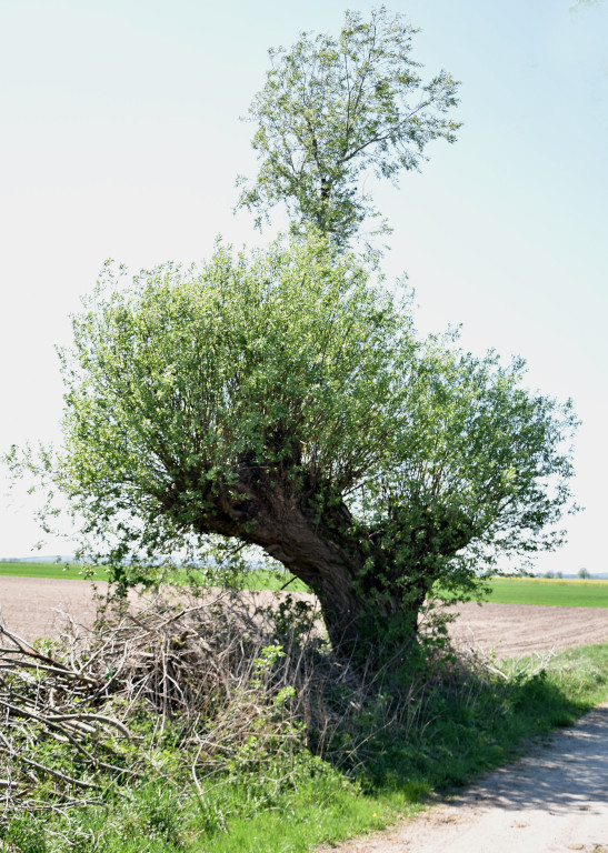 Wierzby rosochate koło Jańczyna