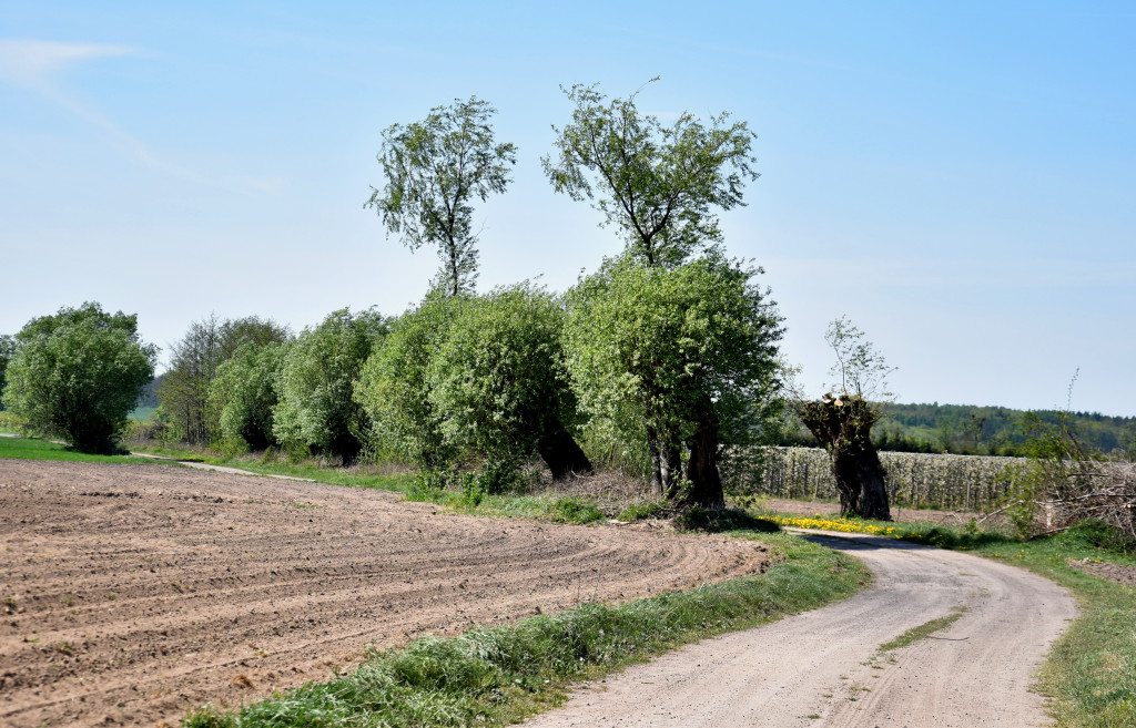 Wierzby rosochate koło Jańczyna