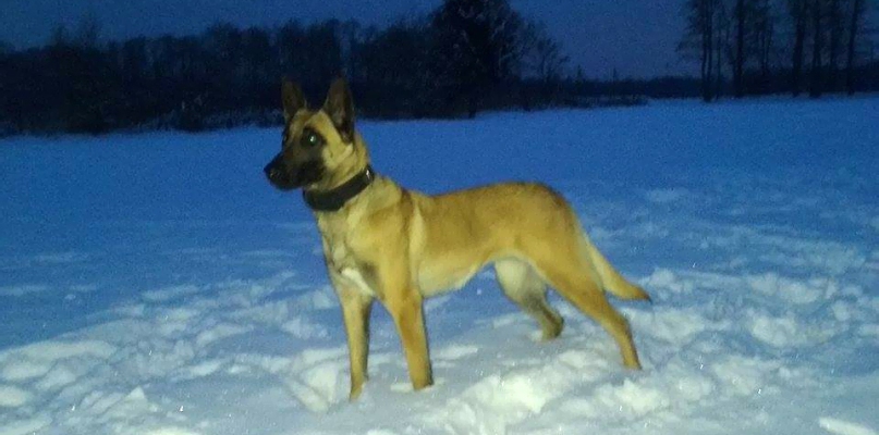 Pies tropiący doprowadził do nietrzeźwego kierowcy