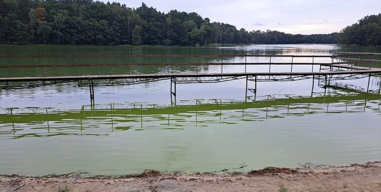 "Zielona zupa!". Co się stało z jeziorem Wapińskim? Czy to katastrofa ekologiczna?