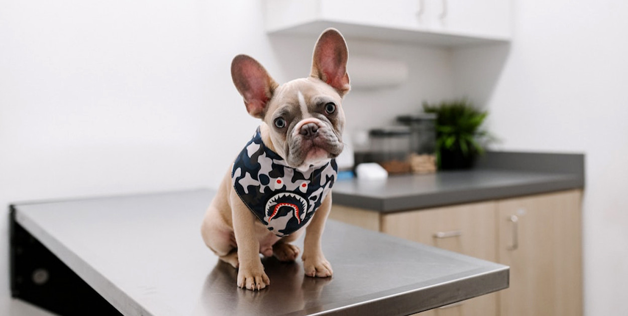 Czym się kierować wybierając weterynarza?