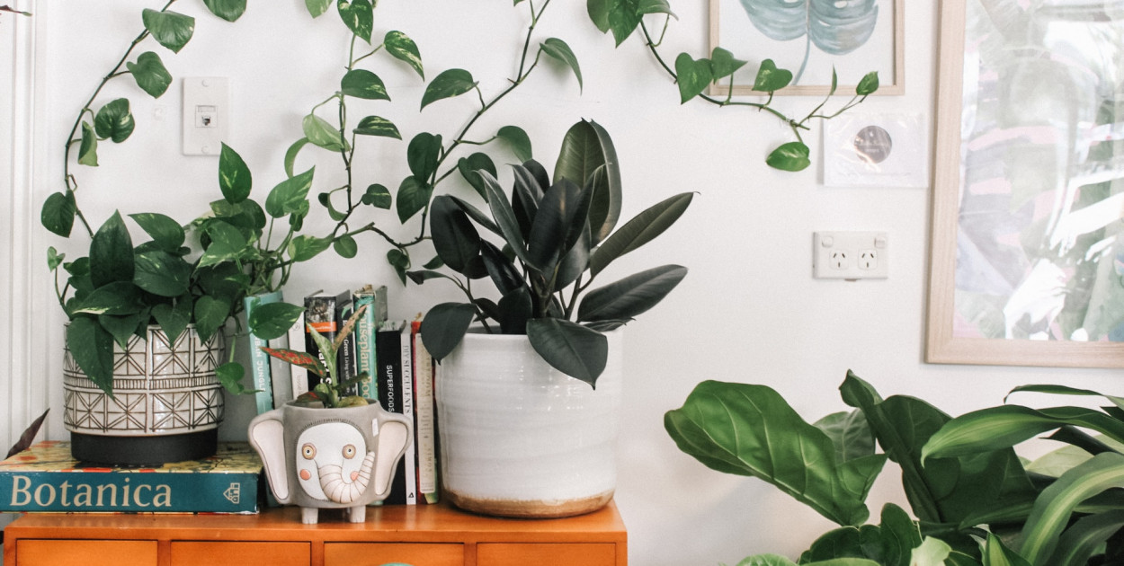 Rośliny doniczkowe a dzieci - jakich kwiatów nie można trzymać przy najmłodszych?