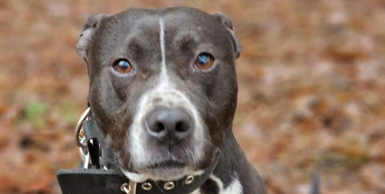 Likwidują schronisko w Jędrzejewie. Wolontariuszki: "Kto przygarnie psiaki???"