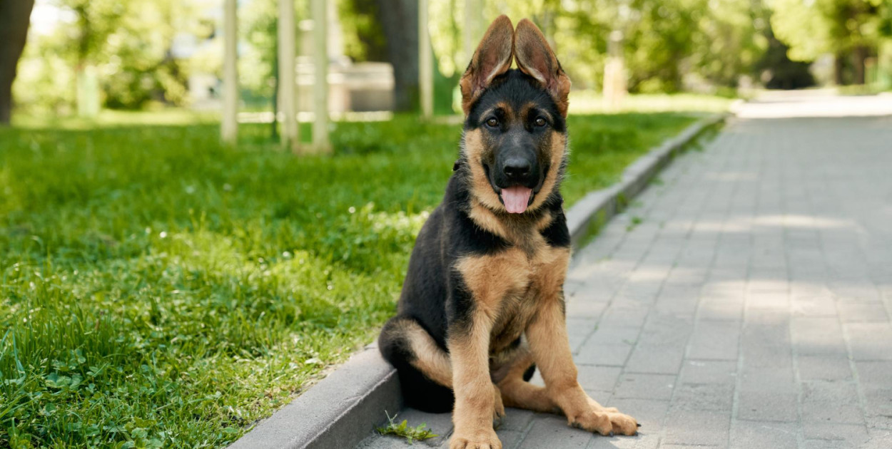 Czym karmić owczarka niemieckiego?