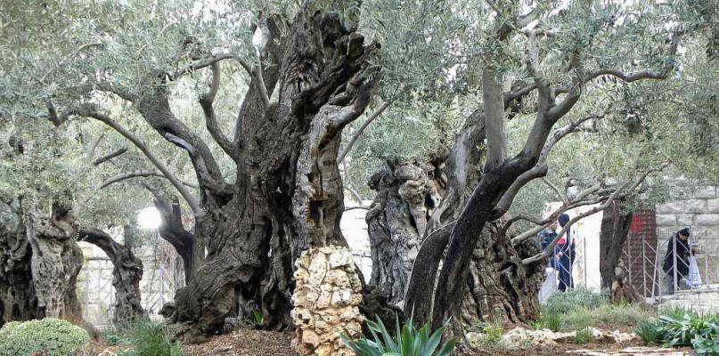 Gethsemane fot. Heathertruett pixabay.com