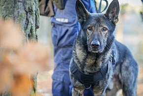 Zaginął 28-latek. Na szczęście Hugo miał nosa!-34808