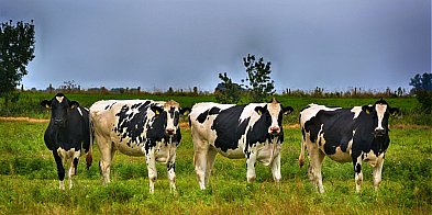 Niebieski język krów. Co to za choroba?-36555