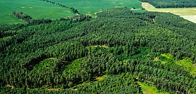 Na Górze Dąbrowej stanie wieża widokowa