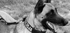 Odeszła Joko. Pełna pasji, wierności i ciepła