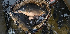 Raport: w tym roku karpie droższe o 22 proc., o tyle...