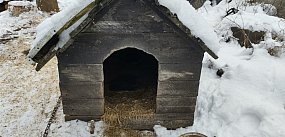 Odpowie za znęcanie się nad psem