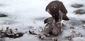 To były sekundy grozy! Krwawe polowanie w Pile!