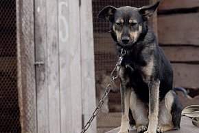 Posłowie szykują nowy zakaz. Dotknie wielu właścicieli psów-43417