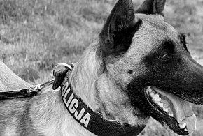 Odeszła Joko. Pełna pasji, wierności i ciepła-45417