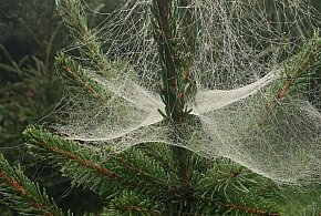 Kupujesz żywą choinkę na święta? Ten szczegół łatwo przeoczyć-45527