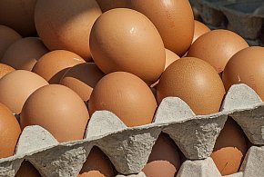 Salmonella wykryta w jajach! GIS wydał pilne ostrzeżenie-45646