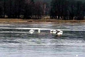 Fałszywy alarm w dobrej wierze-45856