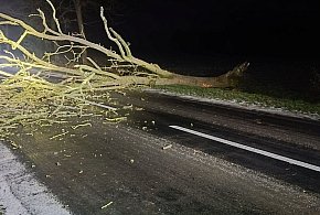 Drzewo zatarasowało drogę-45970