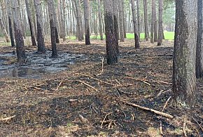 Pożar lasu niedaleko Budzynia