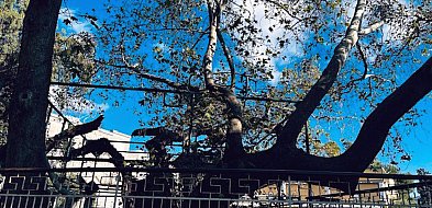 Herodot i Hipokrates, rozdzieleni cieśniną Kos-44453