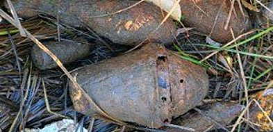 Granaty w lesie-44684