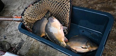 Raport: dla ponad 80 proc. konsumentów kupujących żywność na święta najważniejsza-45454