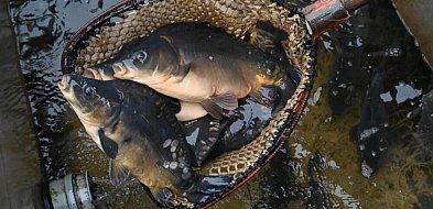 Raport: w tym roku karpie droższe o 22 proc., o tyle samo staniały suszone grzyby-45740