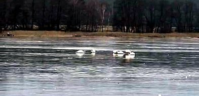 Fałszywy alarm w dobrej wierze-45856