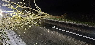 Drzewo zatarasowało drogę-45970