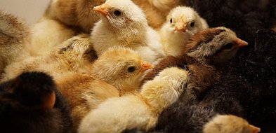 Samodzielna inkubacja jaj w hodowli przydomowej jest prostsza, niż myślisz-46165